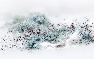 Close up of dangerous mold spores.