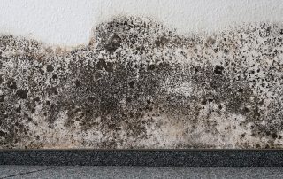Mold on wall of a home