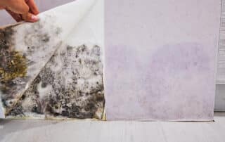 Mold growing underneath wallpaper in a home